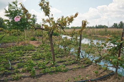 "Вона бере все необхідне із сонця та землі": як вирощують полуницю на півдні Одещини "Вона бере все необхідне із сонця та землі": як вирощують полуницю на півдні Одещини