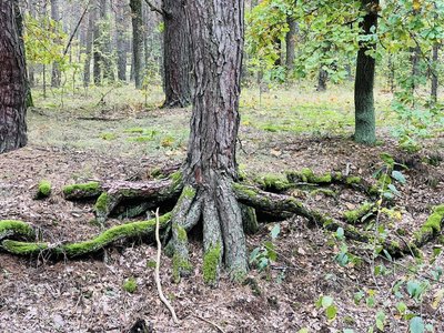 Навчання під відкритим небом: у природному парку на Рівненщині створили екологічну стежку Навчання під відкритим небом: у природному парку на Рівненщині створили екологічну стежку