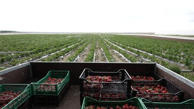 Має бути запашною, яскраво-червоного кольору та з зеленим хвостиком: як обрати смачну полуницю Має бути запашною, яскраво-червоного кольору та з зеленим хвостиком: як обрати смачну полуницю