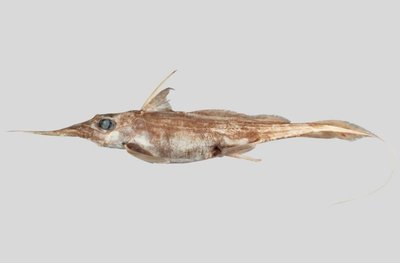Акула Harriotta avia Акула Harriotta avia