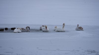 "Морози для них не страшні". Як у Сумах рятували лебедів "Морози для них не страшні". Як у Сумах рятували лебедів