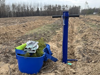 Відновлення після пожежі: на Полтавщині лісівники висаджують нові ліси