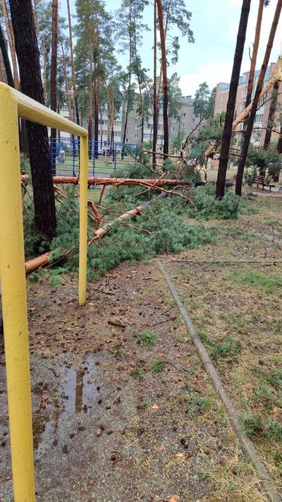 Повалені дерева, паркани, дахи: Малинщина постраждала від негоди Повалені дерева, паркани, дахи: Малинщина постраждала від негоди
