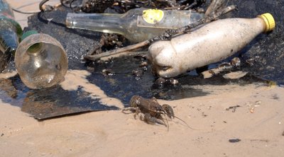 Готуються до початку купального сезону: що знаходять у воді на пляжах в Черкасах Готуються до початку купального сезону: що знаходять у воді на пляжах в Черкасах