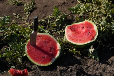 "І дрони літають, і артилерія обстрілює". Як вирощують кавуни у прифронтовому Марганці на Дніпропетровщині "І дрони літають, і артилерія обстрілює". Як вирощують кавуни у прифронтовому Марганці на Дніпропетровщині