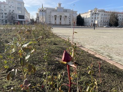 Херсон, погода, січень 2025 року, тепла зима, площа Свободи Херсон, погода, січень 2025 року, тепла зима, площа Свободи