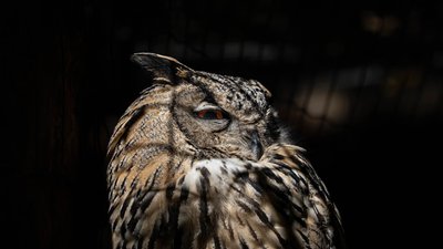 Лемури на сонці та сонні хижаки: осіння фотопрогулянка Рівненським зоопарком Лемури на сонці та сонні хижаки: осіння фотопрогулянка Рівненським зоопарком