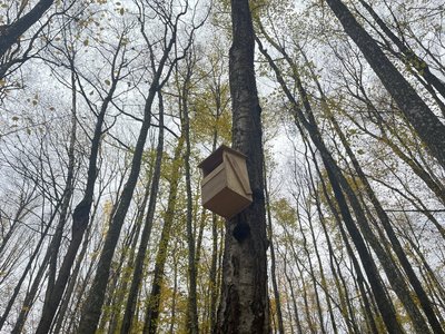 Як встановлення сов’ятників та аудіорекордерів допомагає відстежувати птахів у нацпарку. Пояснює орнітолог з Рівненщини Як встановлення сов’ятників та аудіорекордерів допомагає відстежувати птахів у нацпарку. Пояснює орнітолог з Рівненщини