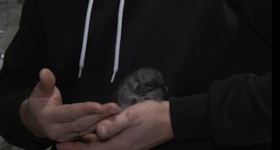 Вирощування шиншил, догляд за шиншилою, що їдять шиншили Вирощування шиншил, догляд за шиншилою, що їдять шиншили