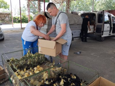 На полтавському ринку упав попит на домашню птицю На полтавському ринку упав попит на домашню птицю