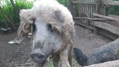 "Серед худоби почуваюсь краще, ніж на морі": підприємниця з Хмельниччини "Серед худоби почуваюсь краще, ніж на морі": підприємниця з Хмельниччини