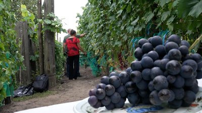 «На картоплі вбиваєшся, а тут і сили додається»: на Чернігівщині подружжя пенсіонерів на городі вирощує виноград