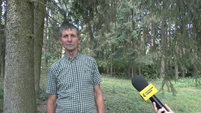 Занедбана пам'ятка садово-паркового мистецтва: у Івницькому парку аварійні дерева падають на дорогу Занедбана пам'ятка садово-паркового мистецтва: у Івницькому парку аварійні дерева падають на дорогу