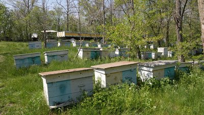 "Їм немає що взяти в природі": як на Кіровоградщині холодна весна вплинула на бджіл і медозбір "Їм немає що взяти в природі": як на Кіровоградщині холодна весна вплинула на бджіл і медозбір
