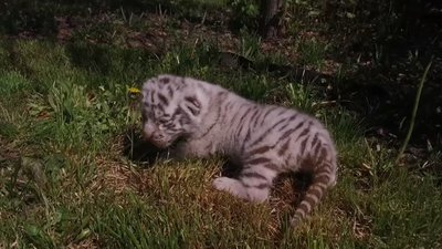В екопарку під Харковом народилися двоє тигренят В екопарку під Харковом народилися двоє тигренят