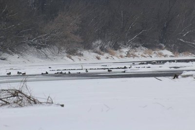 крижні, лебеді, дністровський каньйон крижні, лебеді, дністровський каньйон