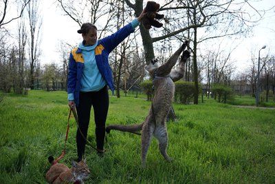 "Як свої діти": працівниця зоопарку вигодувала вдома рись і пуму "Як свої діти": працівниця зоопарку вигодувала вдома рись і пуму