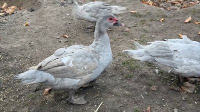 Лавандова качка — рідкісна порода з фіолетово-сірим пір'ям Лавандова качка — рідкісна порода з фіолетово-сірим пір'ям
