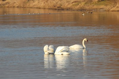 лебеді, птахи, природа, фото птахів, фото природа, bird watching, дністер лебеді, птахи, природа, фото птахів, фото природа, bird watching, дністер