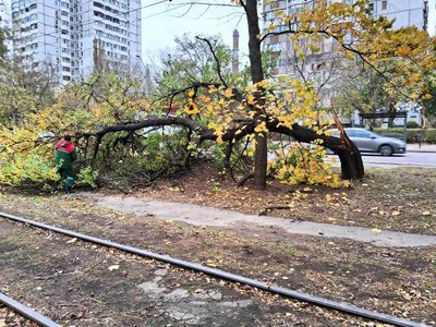 Зламане дерево Одеса