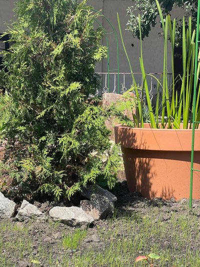 У Києві створять водні сади у чашах У Києві створять водні сади у чашах