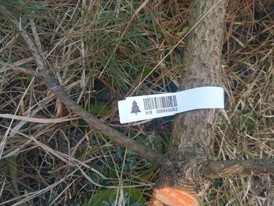 На Кіровоградщині працюватимуть 19 різдвяних ялинкових ярмарків: перелік адрес На Кіровоградщині працюватимуть 19 різдвяних ялинкових ярмарків: перелік адрес