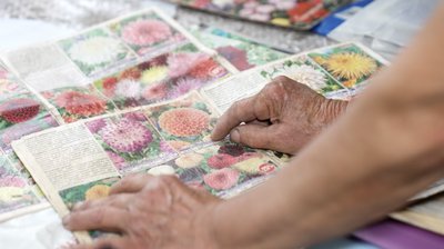 Як 82-річна буковинка Ольга Грекул вирощує понад сотню сортів жожин у Шипинцях Як 82-річна буковинка Ольга Грекул вирощує понад сотню сортів жожин у Шипинцях