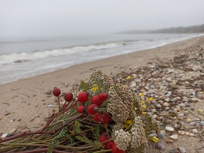 Зібраний букет квітів та рослин лежить на березі Азовського моря Зібраний букет квітів та рослин лежить на березі Азовського моря