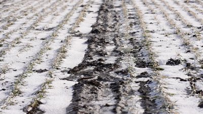 Озимі під льодом: як зберегти врожай під час промерзання ґрунту на Кіровоградщині Озимі під льодом: як зберегти врожай під час промерзання ґрунту на Кіровоградщині