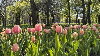 Очікують понад чотири мільйони квітів: у кропивницькому Дендропарку квітнуть тюльпани Очікують понад чотири мільйони квітів: у кропивницькому Дендропарку квітнуть тюльпани