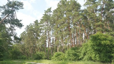 Камери бачать дим за 30 кілометрів: на Вінниччині встановили систему відеоспостереження за лісами Камери бачать дим за 30 кілометрів: на Вінниччині встановили систему відеоспостереження за лісами
