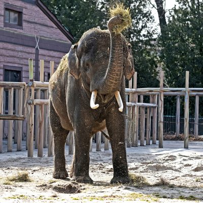 У столичному зоопарку звірі повертаються до своїх літніх вольєрів