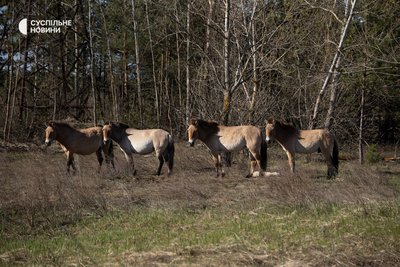 Коні Пржевальського біля ЧАЕС. У Чорнобильській зоні відчуження мешкає понад 120-150 особин цього рідкісного коня, які успішно адаптувалися тут після завезення у 1998-му році Коні Пржевальського біля ЧАЕС. У Чорнобильській зоні відчуження мешкає понад 120-150 особин цього рідкісного коня, які успішно адаптувалися тут після завезення у 1998-му році