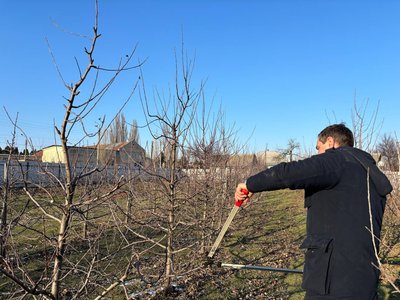 "Це витвір мистецтва": черкаський садівник розповів про весняну обрізку яблунь