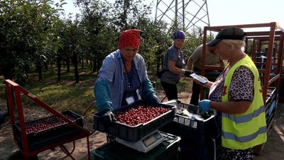 Менше врожаю через заморозки та брак людей: як почали збір вишні на Вінниччині у 2026 році Менше врожаю через заморозки та брак людей: як почали збір вишні на Вінниччині у 2026 році