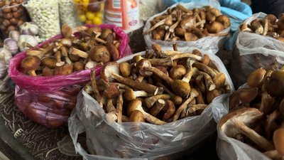 Продавці пропонують різні гриби, зібрані у лісах Хмельниччини Продавці пропонують різні гриби, зібрані у лісах Хмельниччини