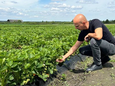 Ціни на полуницю у Львові: що вплинуло на формування вартості Ціни на полуницю у Львові: що вплинуло на формування вартості