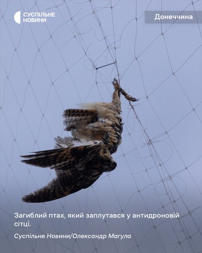 Загибла птаха, яка заплуталась в антидроновій сітці Загибла птаха, яка заплуталась в антидроновій сітці