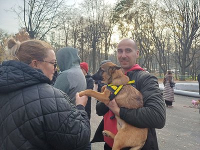 У Чернівцях на виставках прилаштували майже 20 безпритульних собак У Чернівцях на виставках прилаштували майже 20 безпритульних собак
