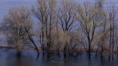 "Пішла вода – і риба з'явилась": як повінь-2026 у Мезинському парку вплинула на інші природні процеси і чому "Пішла вода – і риба з'явилась": як повінь-2026 у Мезинському парку вплинула на інші природні процеси і чому