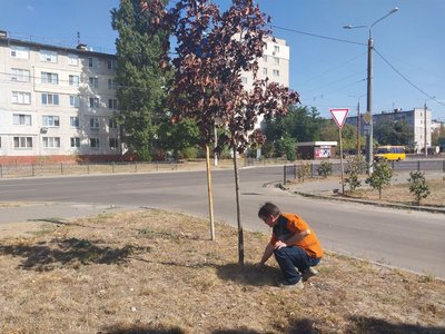Жителі Сум скаржаться на відсутність догляду за зеленими насадженнями Жителі Сум скаржаться на відсутність догляду за зеленими насадженнями