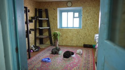 Майже сто тварин живуть у подружжя переселенців на Вінниччині Майже сто тварин живуть у подружжя переселенців на Вінниччині