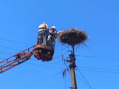 "Маленьке свято, коли вони прилітають": для чого на Дніпропетровщині кільцюють пташенят лелек "Маленьке свято, коли вони прилітають": для чого на Дніпропетровщині кільцюють пташенят лелек