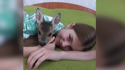 "Вона була така маніпусінька": історія врятованої на Черкащині козулі Ясі "Вона була така маніпусінька": історія врятованої на Черкащині козулі Ясі