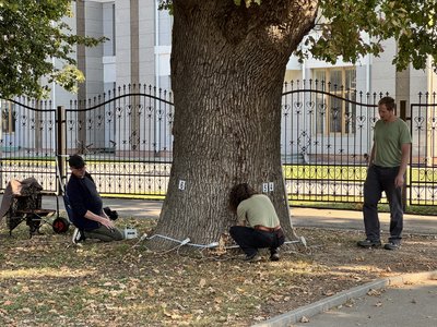 Досліджують 100-річні дерева у Полтаві за допомоги німецьких фахівців Досліджують 100-річні дерева у Полтаві за допомоги німецьких фахівців