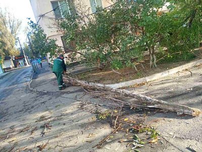 В Одесі через шторм впали 18 дерев та великих гілок В Одесі через шторм впали 18 дерев та великих гілок