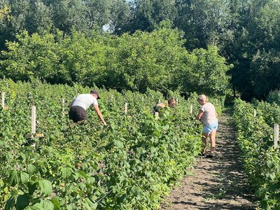 "Збираємо до 35 кілограмів щодня", — як у селі на Вінниччині вирощують малину замість картоплі "Збираємо до 35 кілограмів щодня", — як у селі на Вінниччині вирощують малину замість картоплі