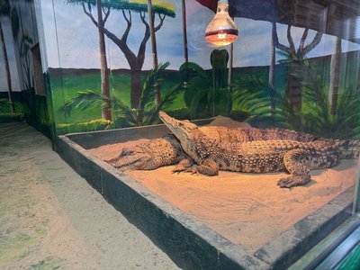 Як в екопарку у Ковалівці утримують екзотичних тварин під час морозів Як в екопарку у Ковалівці утримують екзотичних тварин під час морозів