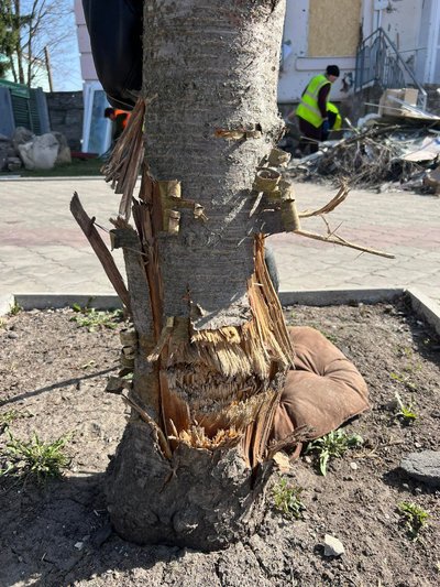 “Цвітуть сакури – місто житиме”: як живе Білопілля через рік після обстрілу центру “Цвітуть сакури – місто житиме”: як живе Білопілля через рік після обстрілу центру