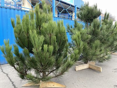 У Полтаві почали продавати новорічні ялинки: які ціни
